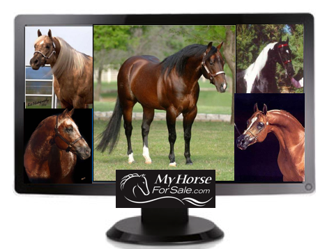 stallion ads